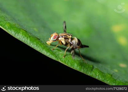 Macro fly fruit on leaf