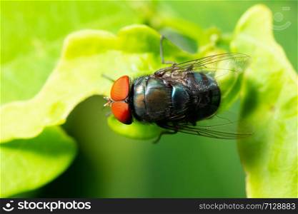 Macro fly on leaf