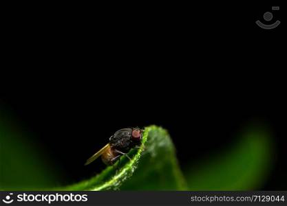 Macro fly on leaf