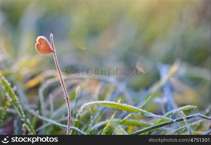 Macro frozen grass and heart shape leaf