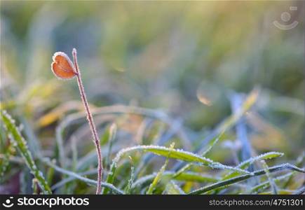 Macro frozen grass and heart shape leaf