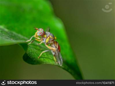 Macro Fruit flies