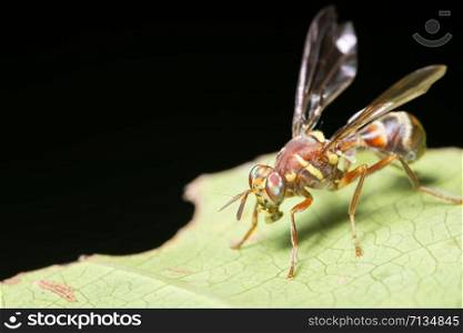 Macro fruit fly on the plant