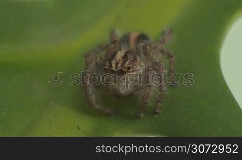 Macro full shot of a grey spider on a leaf