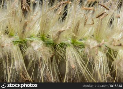 Macro grass flower background