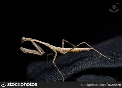 Macro grasshopper