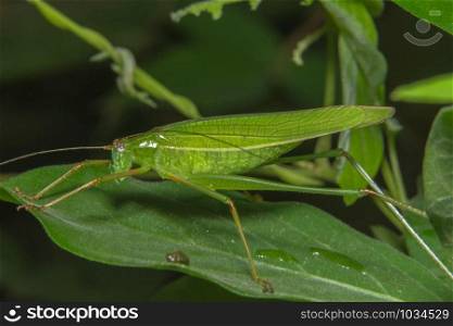 Macro grasshopper on the plant