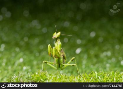 Macro grasshopper on the plant