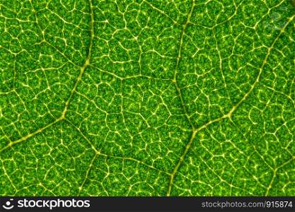 Macro green foliage background