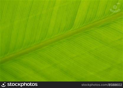 Macro green leaf background with linear texture.
