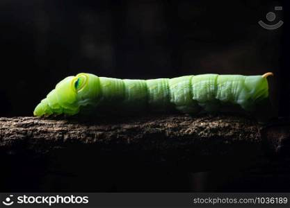 Macro green worm on a branch