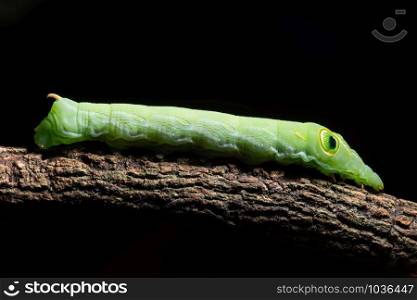 Macro green worm on a branch