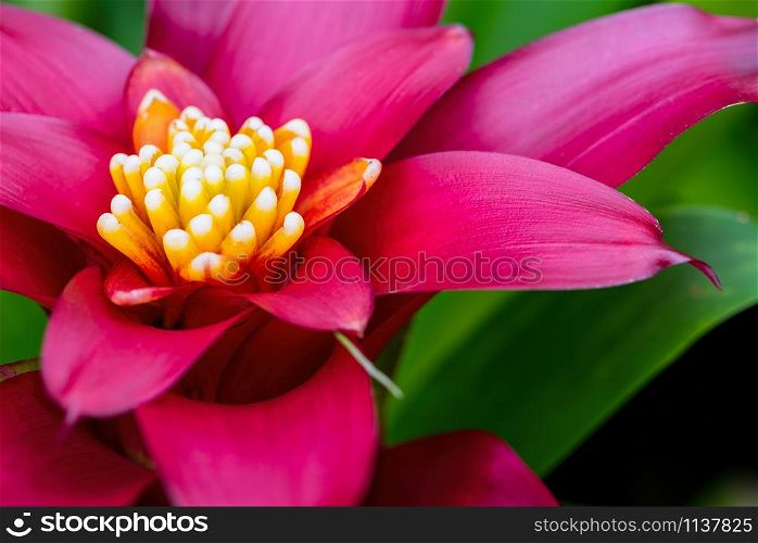 Macro image, Close up yellow carpel on red pink petal and green leaf beautiful exotic flower of Aechmea Fasciata, Silver vase or Urn plant for nature background. Close up Aechmea Fasciata flower