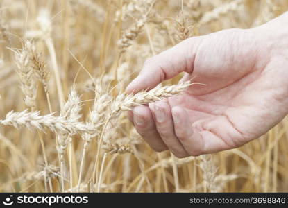 Macro image hand holding ear of ripe wheat (Triticum).