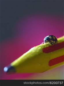 Macro image of a lady bug on a pencil crayon