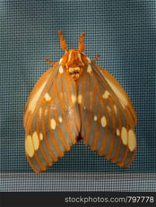 Macro image of a large Regal Moth known as Citheronia Regalis which landed on the window screen in West Virginia. Large Regal Moth or Citheronia Regalis landed on the window screen