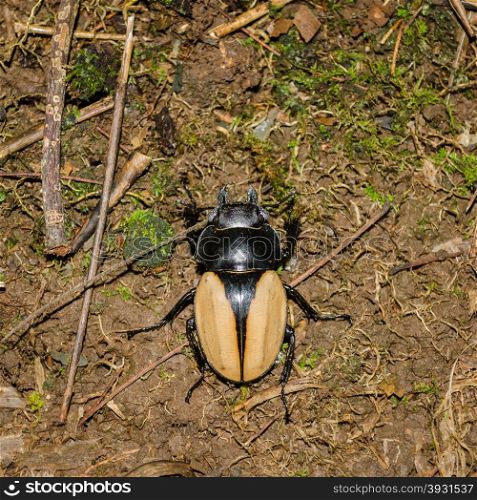 Macro image of a stag beetle