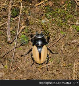 Macro image of a stag beetle