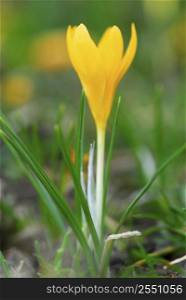 Macro image of a yellow crocus flower blooming in early spring