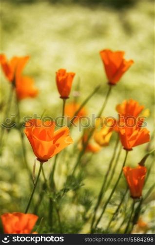 Macro image of California poppy flowers in landscape