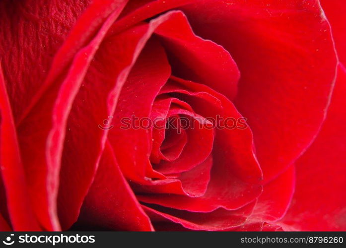 Macro image of dark red rose