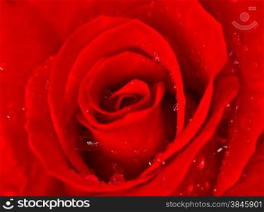Macro image of dark red rose with water droplets