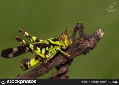 Macro image of green conjoined spot monkey grasshopper, korat monkey grasshopper on natural background, close-up shutter