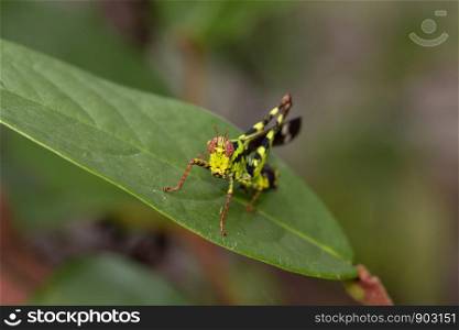 Macro image of green conjoined spot monkey grasshopper, korat monkey grasshopper on natural background, close-up shutter
