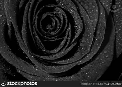 Macro image of monochrome rose with water droplets
