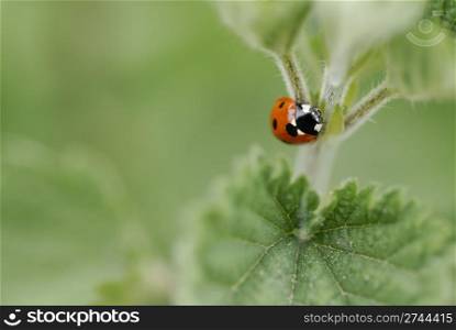 Macro image of one ladybird climbing a nettle. Short DOF, focus on Beatle.