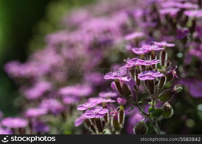 Macro image of purple wild flower landscape