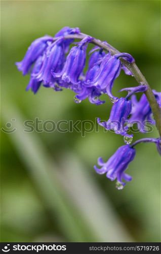Macro image of Spring bluebell flower