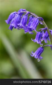 Macro image of Spring bluebell flower