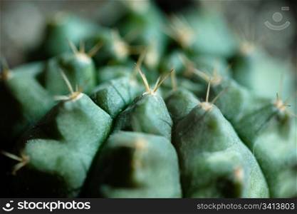 Macro image of the cactus. Shallow DOF. June 2007