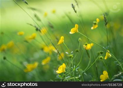Macro image of vibrant buttercups in wildflower meadow landscape