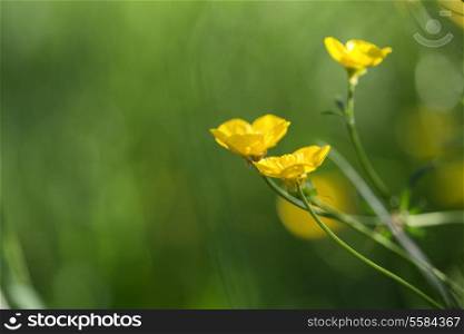 Macro image of vibrant buttercups in wildflower meadow landscape