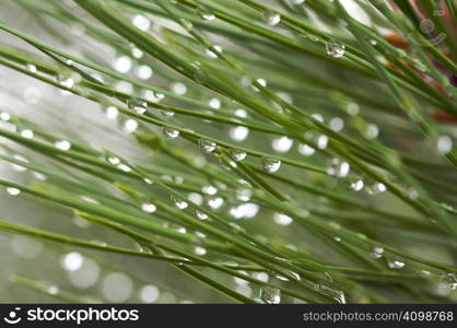 Macro Image of Water Drops on Pine Needles