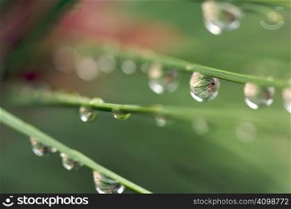 Macro Image of Water Drops on Pine Needles