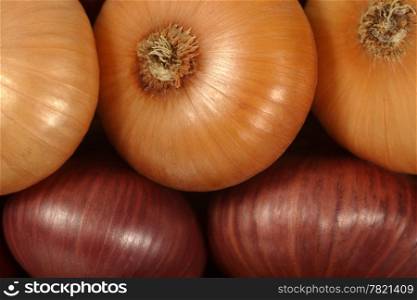 Macro image of white and red onions from the festival in Bern.