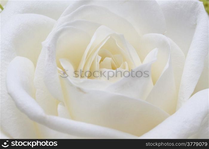 Macro image of white rose