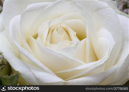 Macro image of white rose