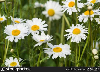 Macro image of wild daisy flowers in wildflower meadow landscape