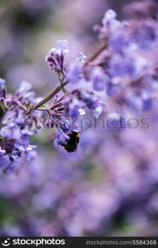 Macro image of wild lavender plant landscape with bumble bee