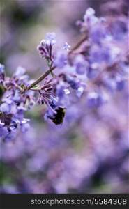 Macro image of wild lavender plant landscape with bumble bee