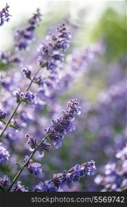 Macro image of wild lavender plant landscape with shallow depth of field