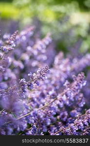 Macro image of wild lavender plant landscape with shallow depth of field