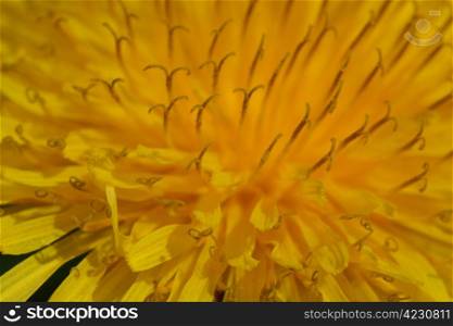 Macro image of yellow dandelion. extreme close-up