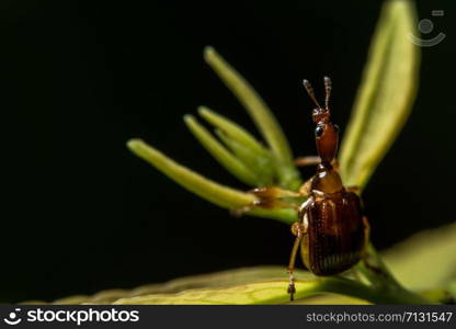 Macro insect Curculionoidea on leaf