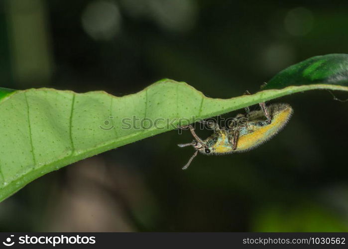 Macro insect Green weevil on leaf