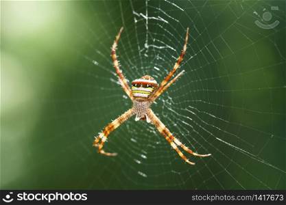 Macro Jumping Spider